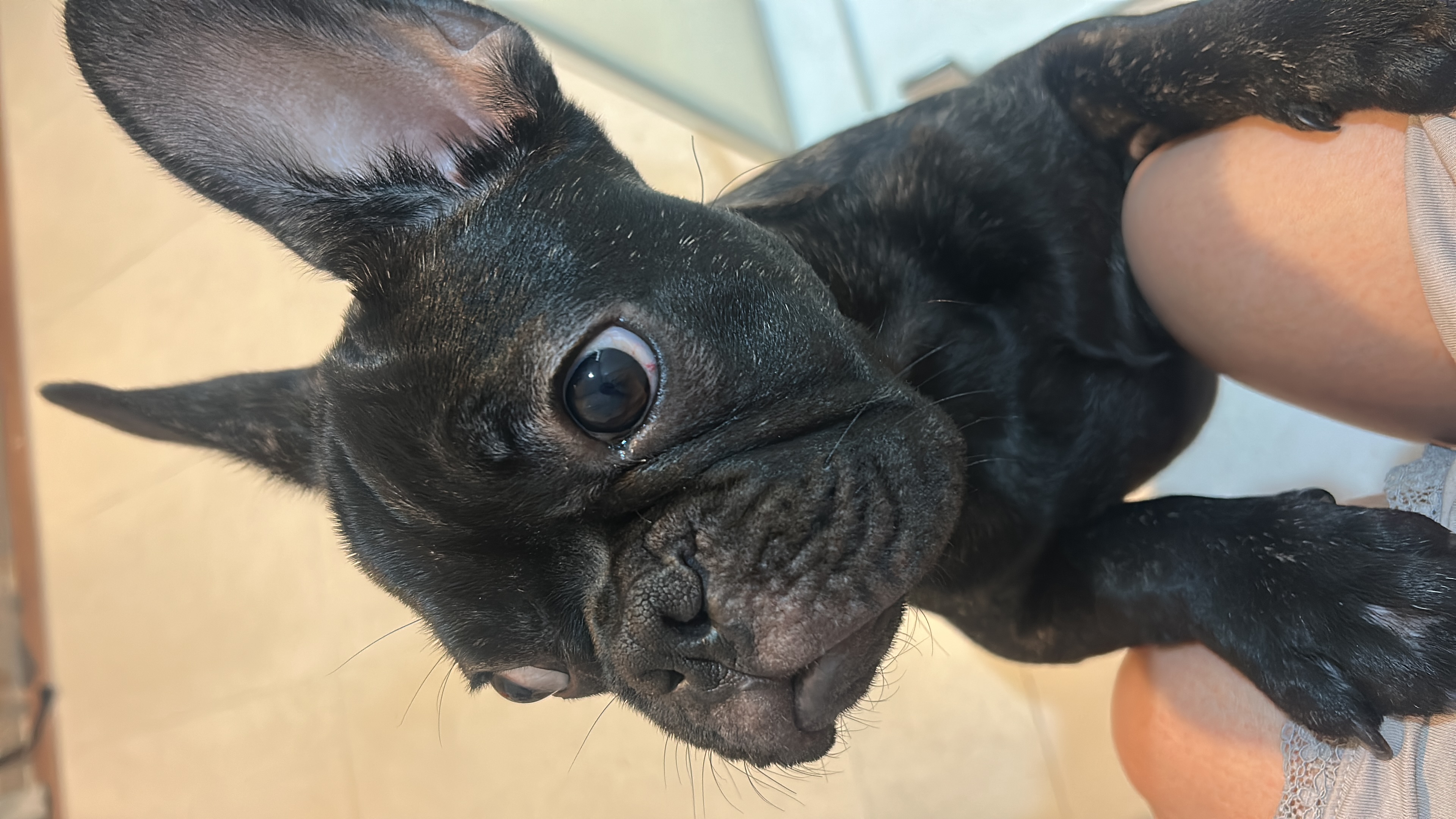 Benji