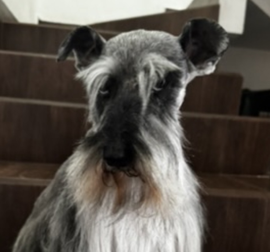 LAIKA