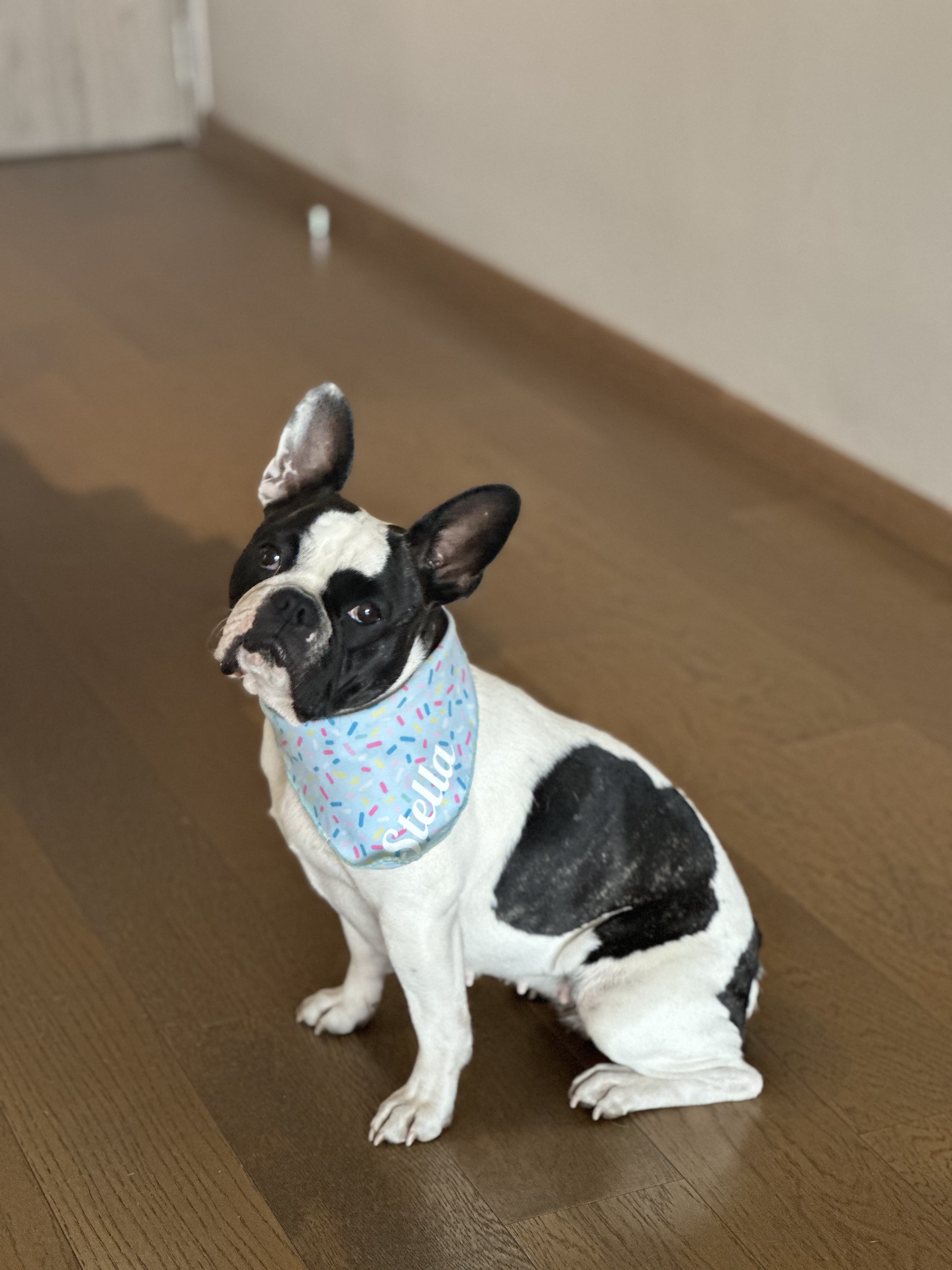 Stella 