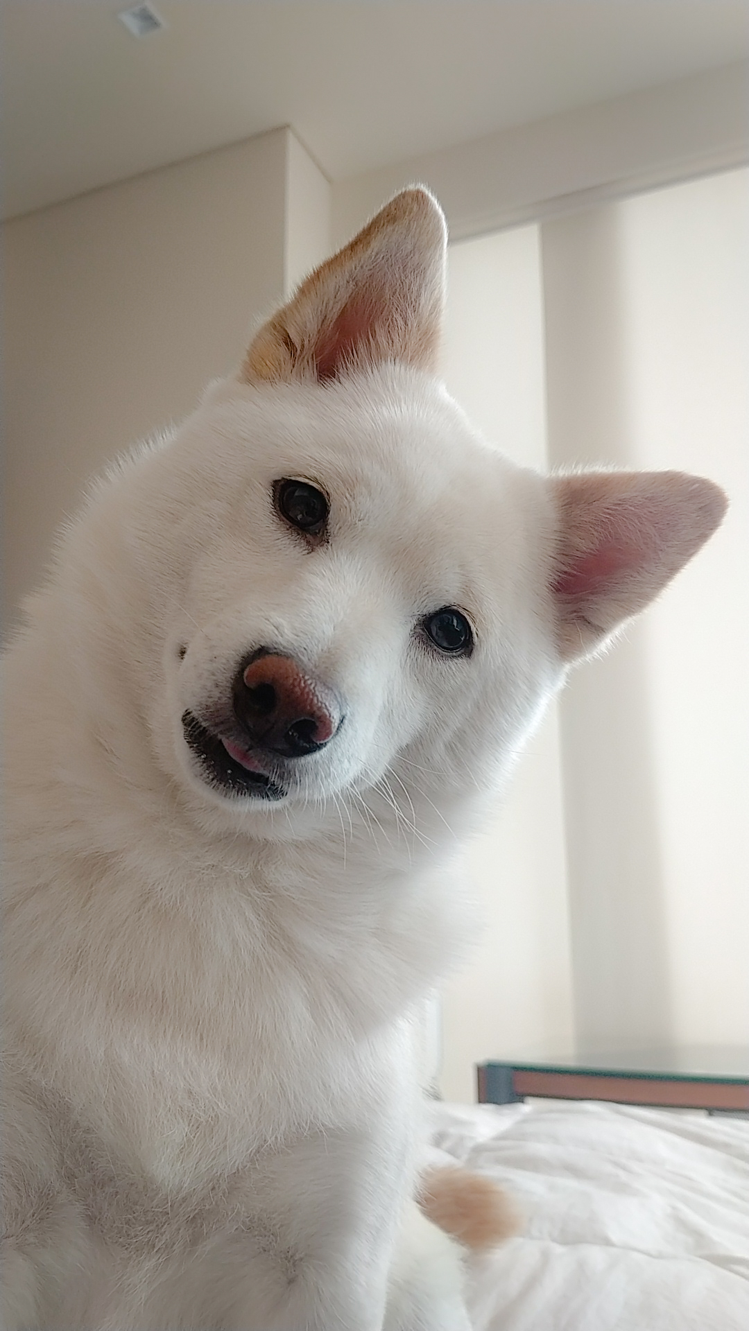 Akira