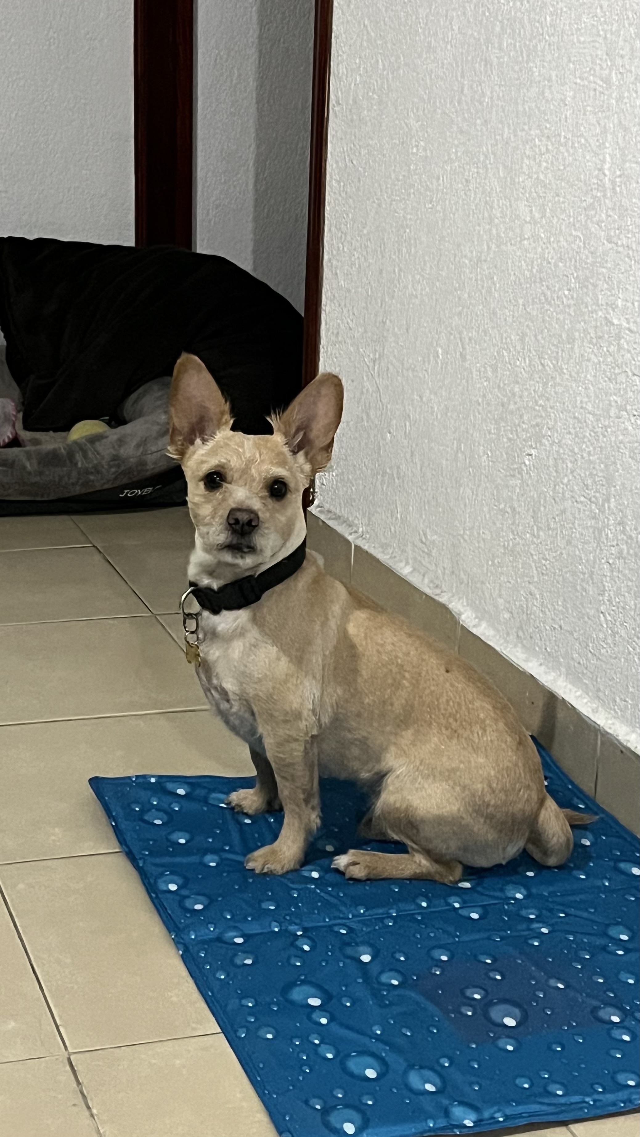 Chalino