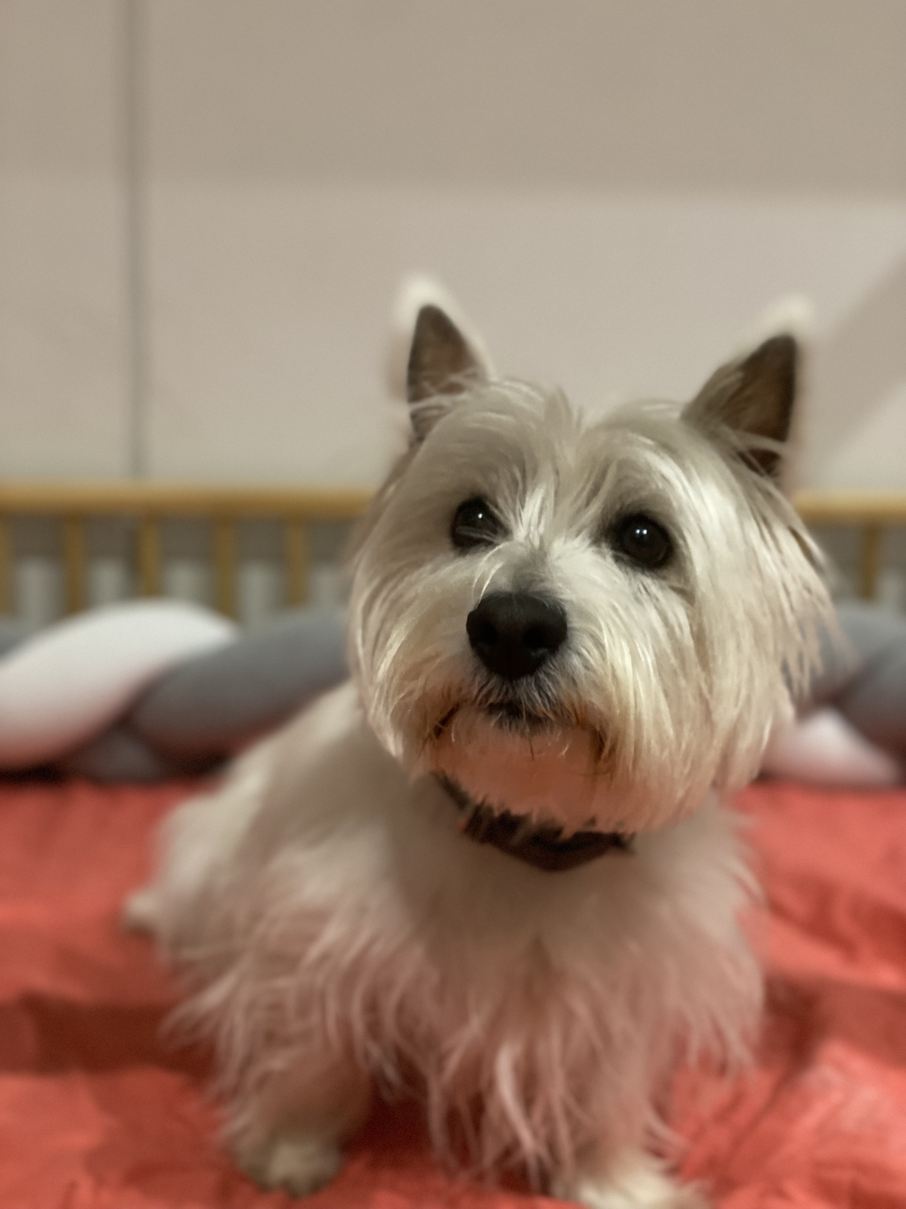 Brandy