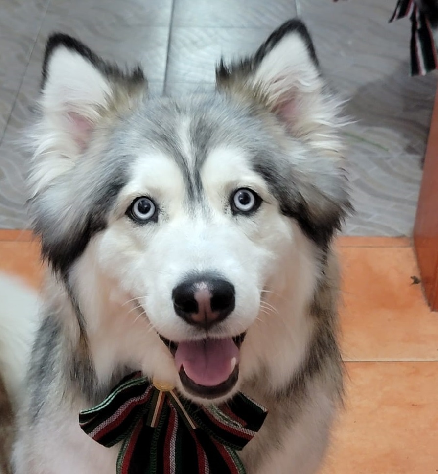 LOLA