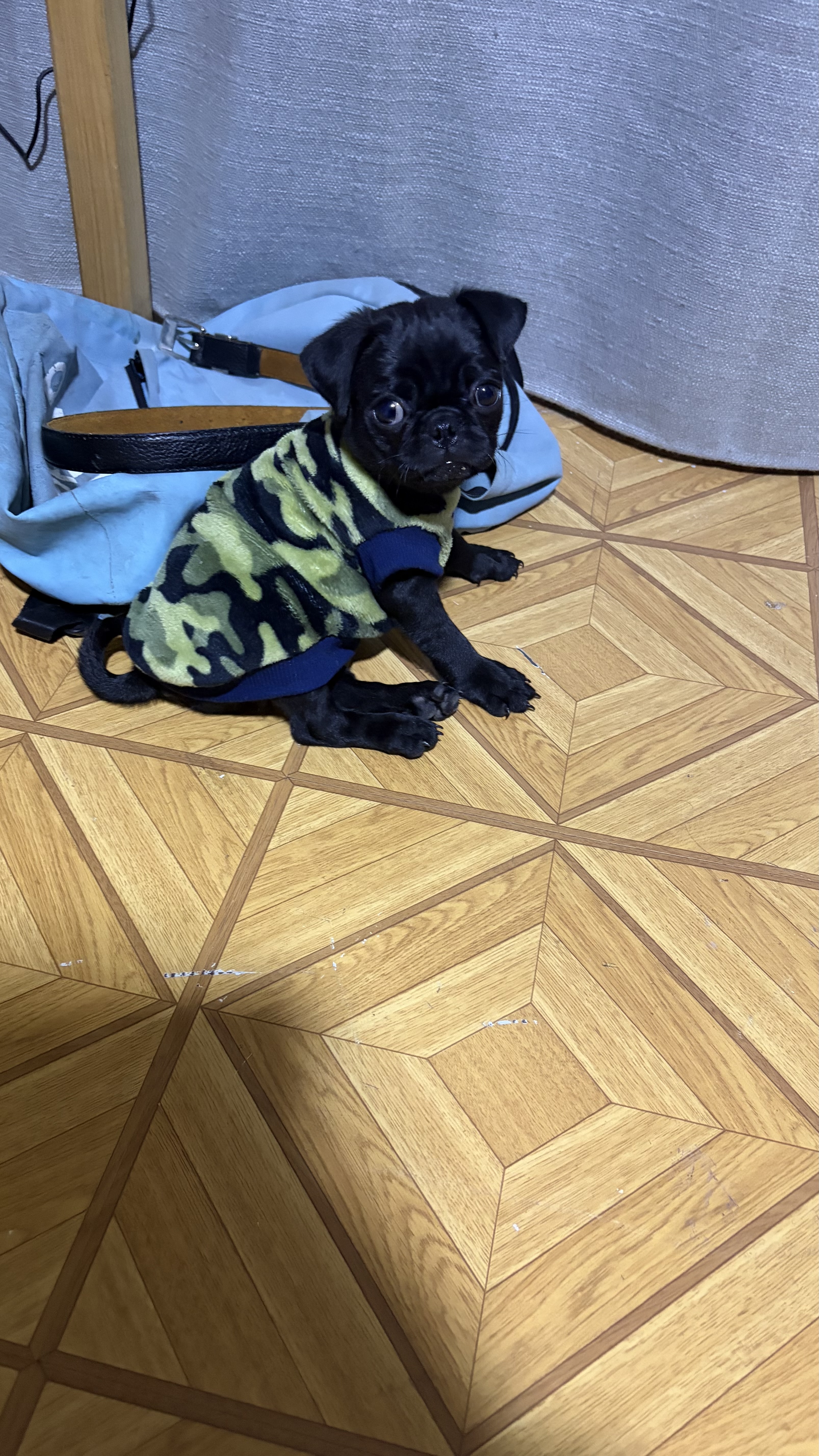 Chato