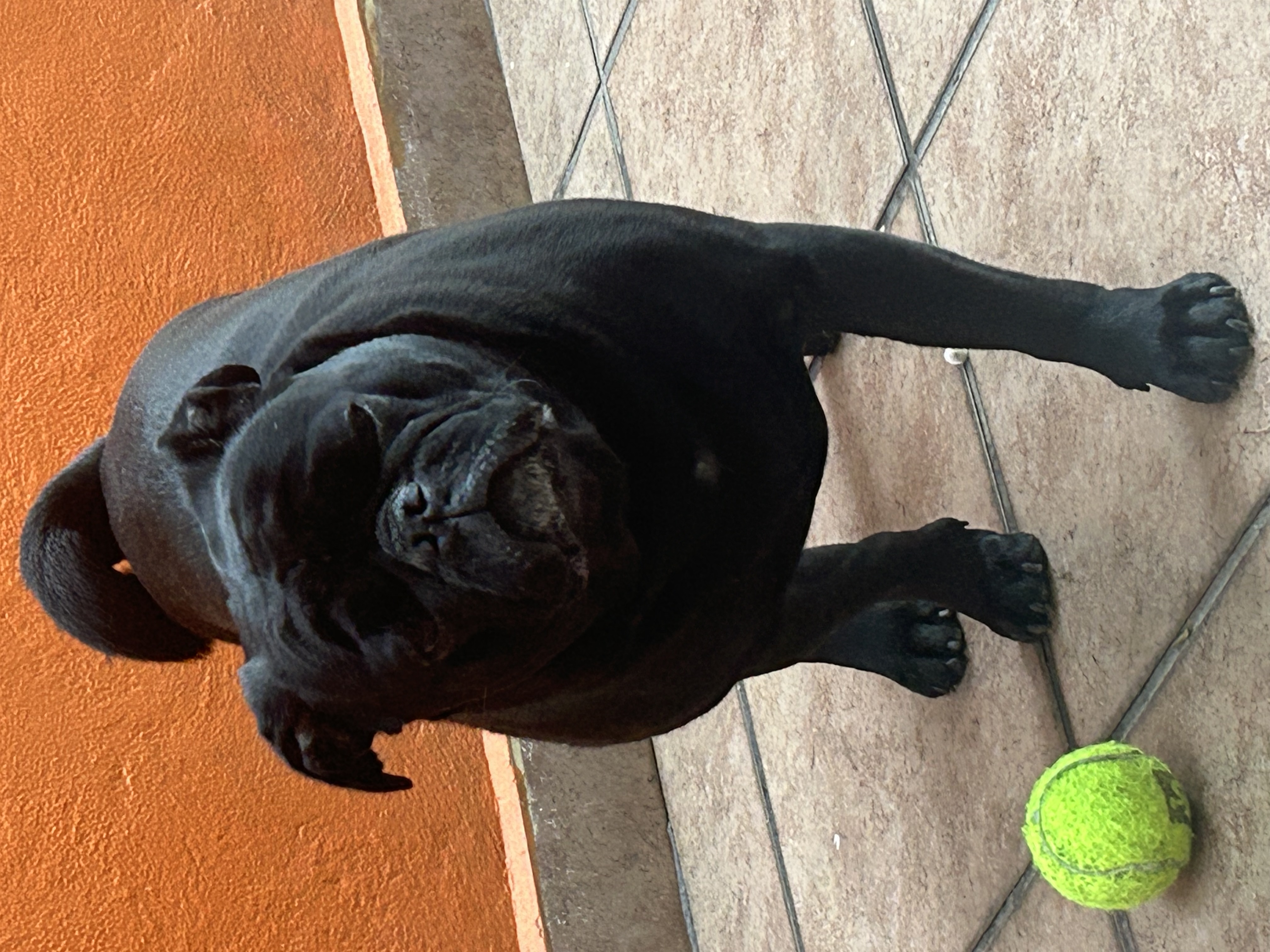 Blacky