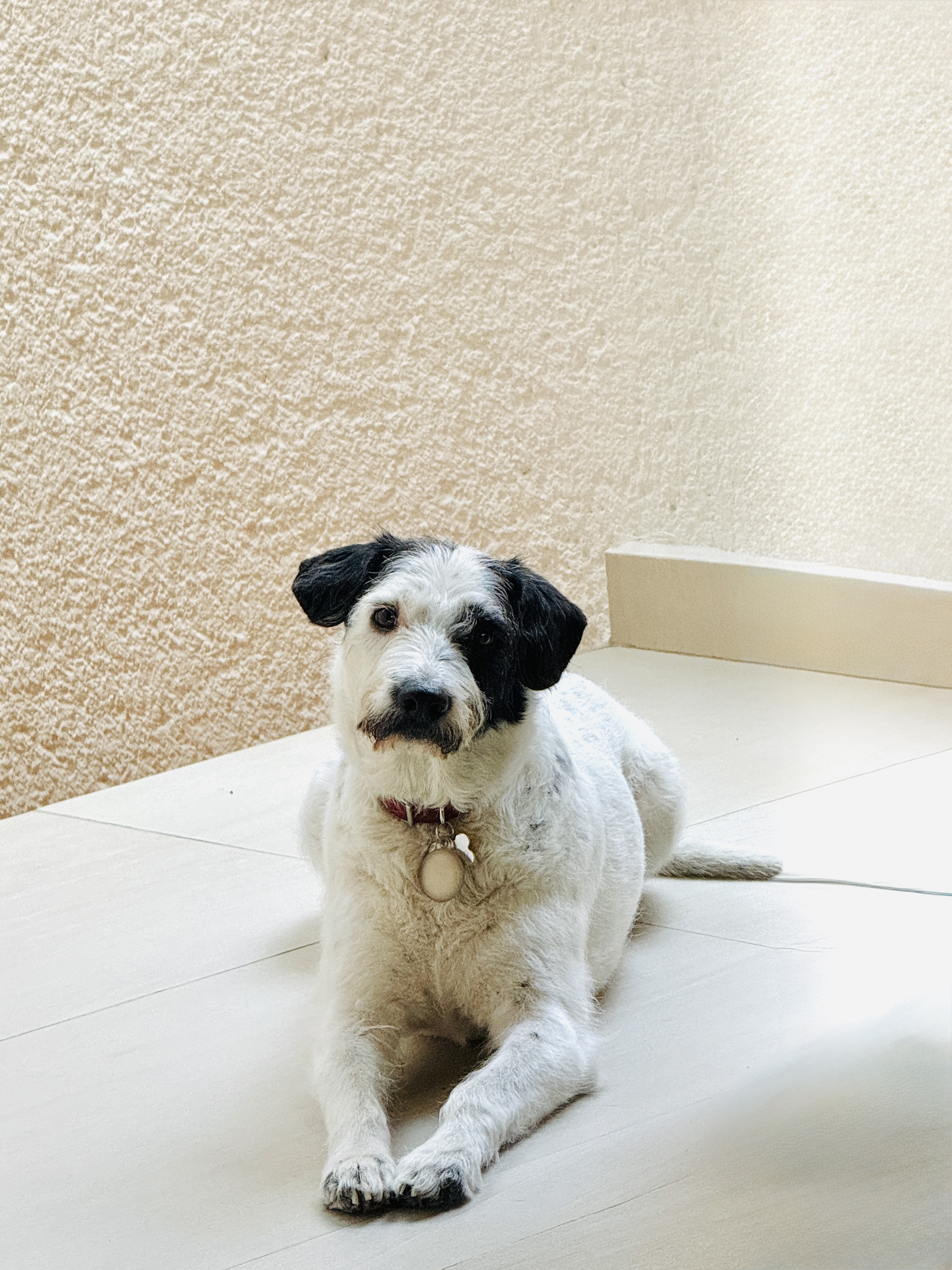 Mesie
