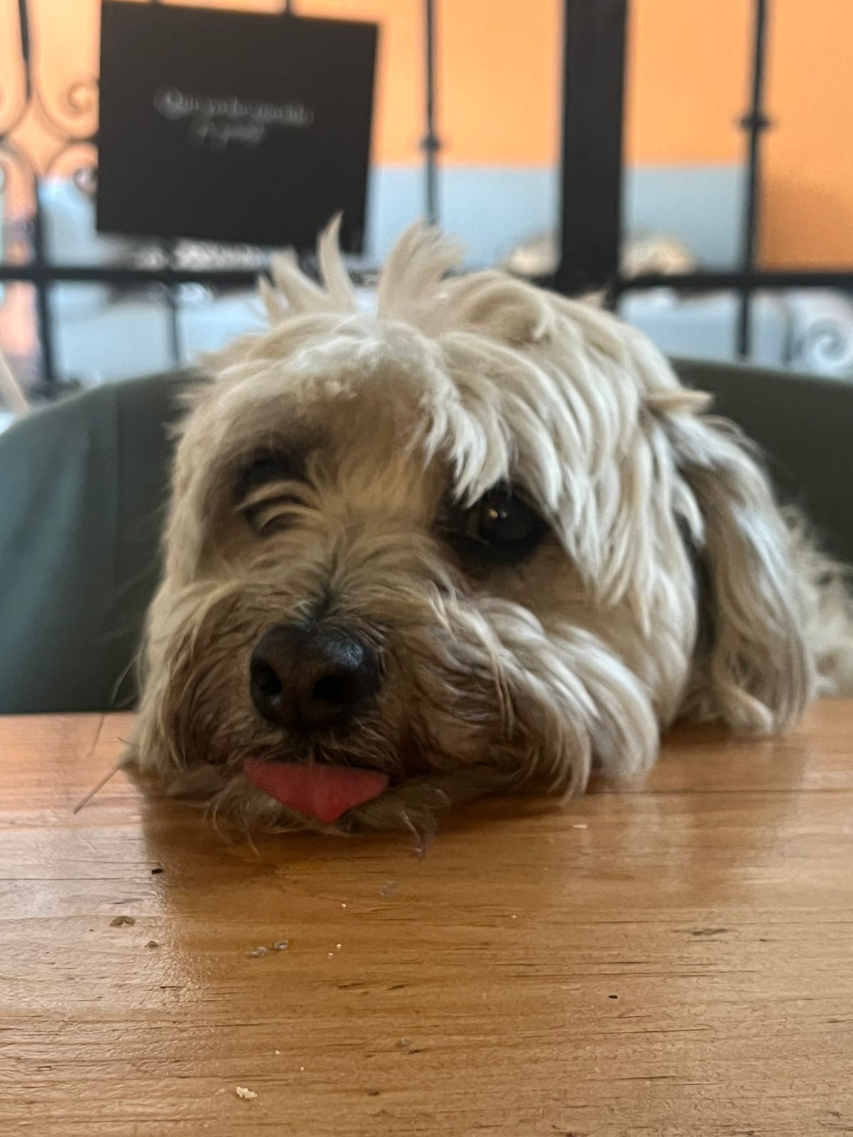Perrito