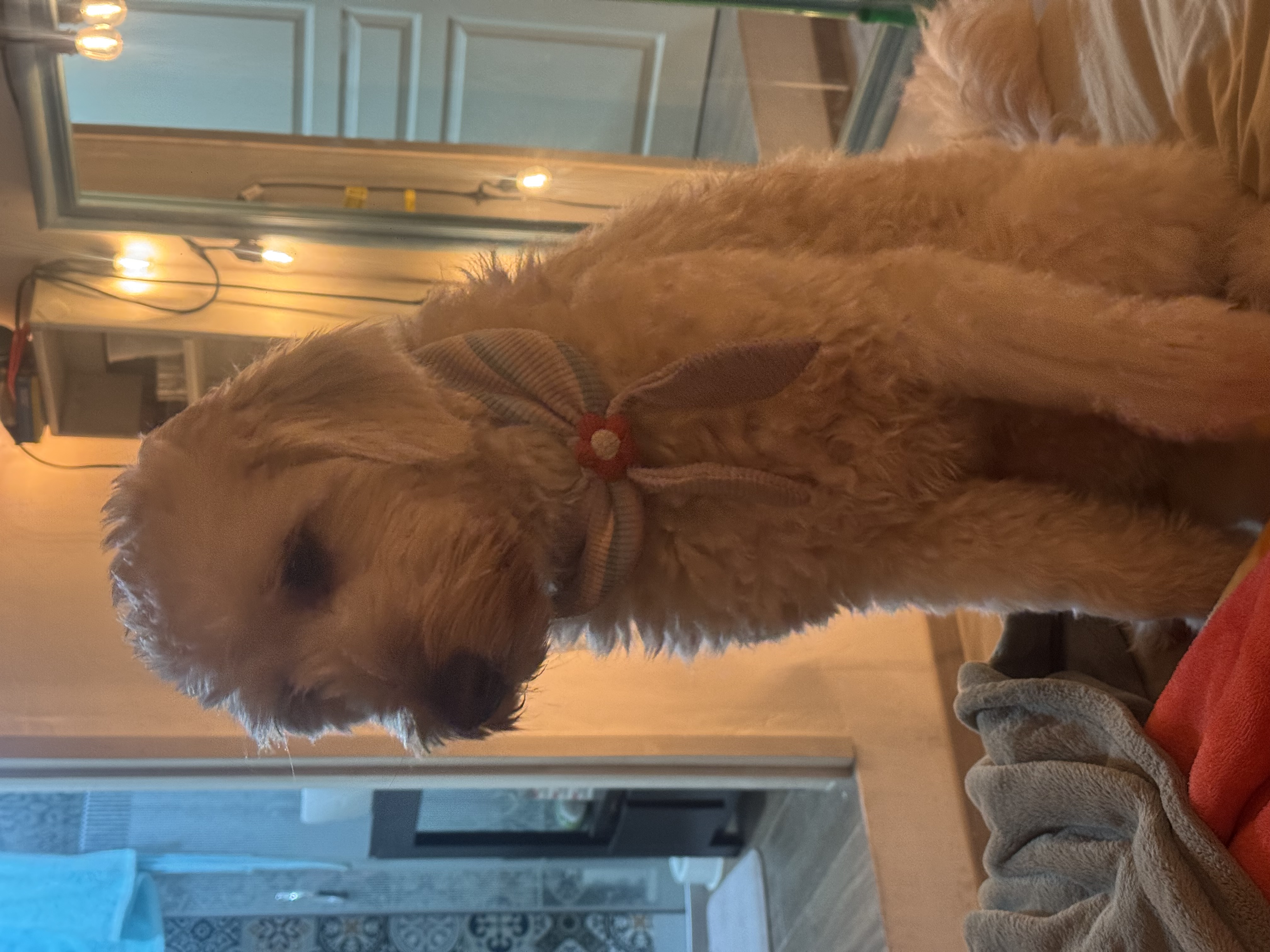 Perfil de Nala en Groomia