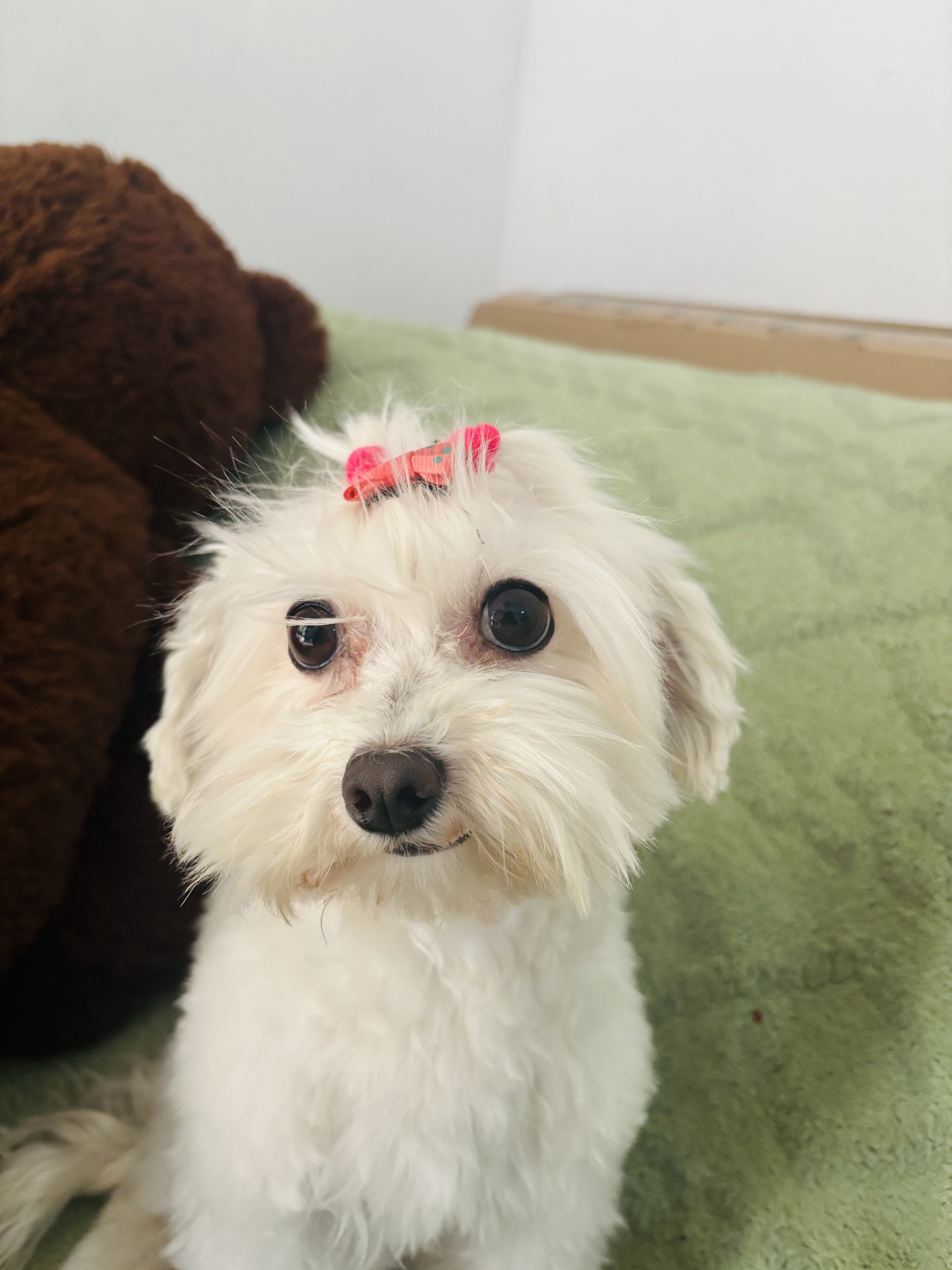 Perfil de Boo en Groomia