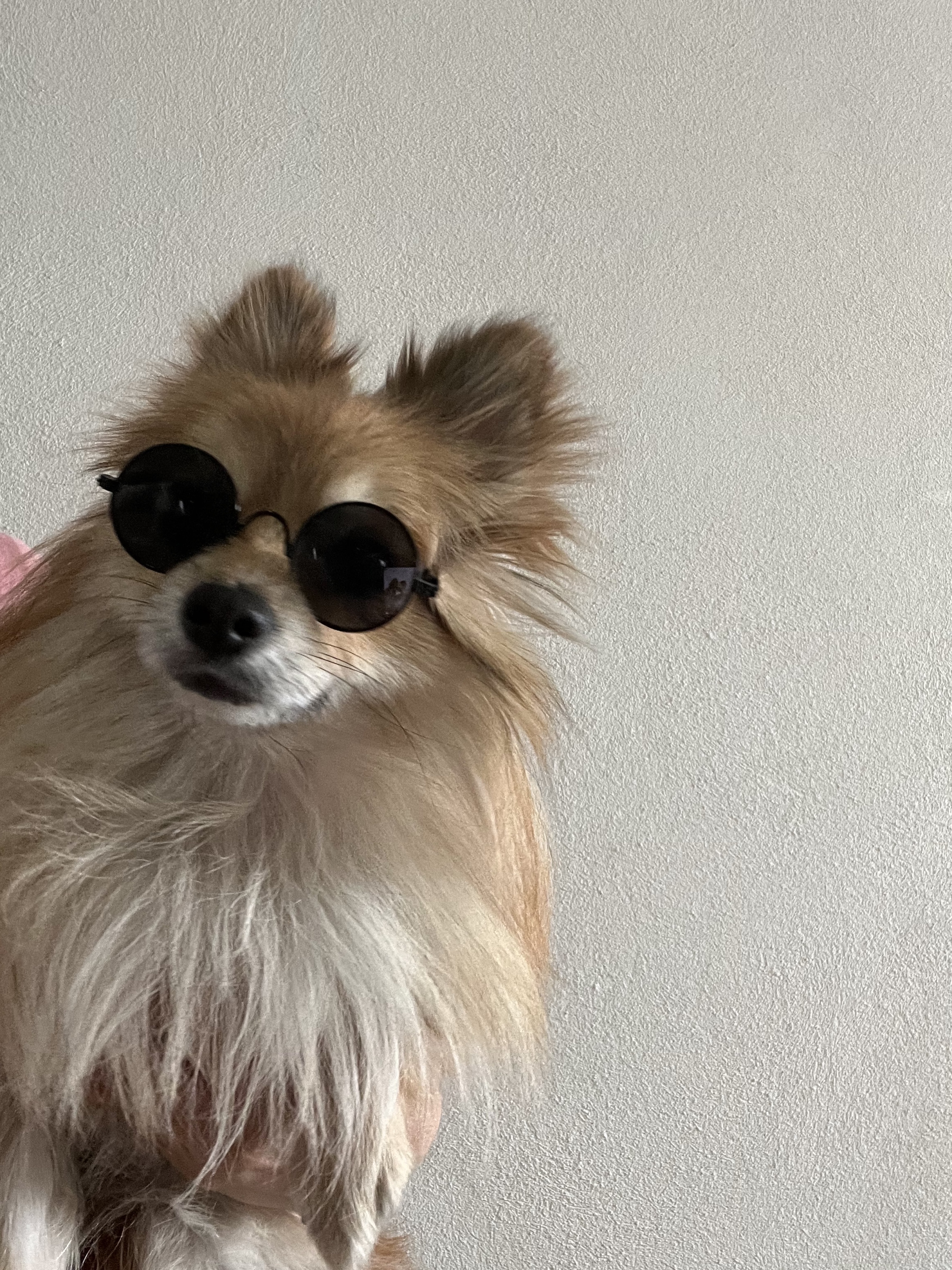 Perfil de Chata en Groomia