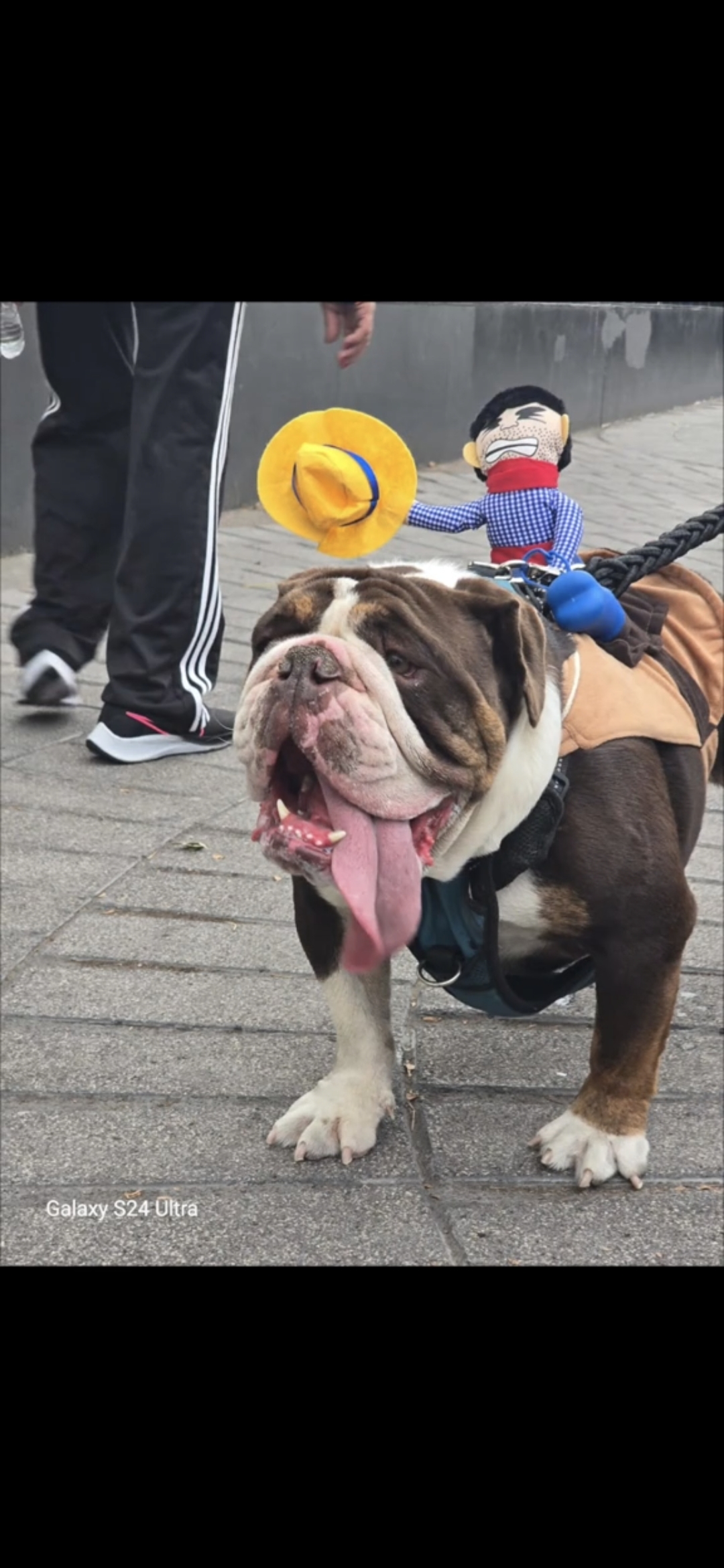 Bruno