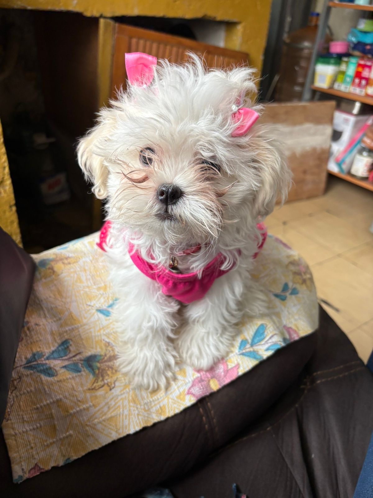Bambina