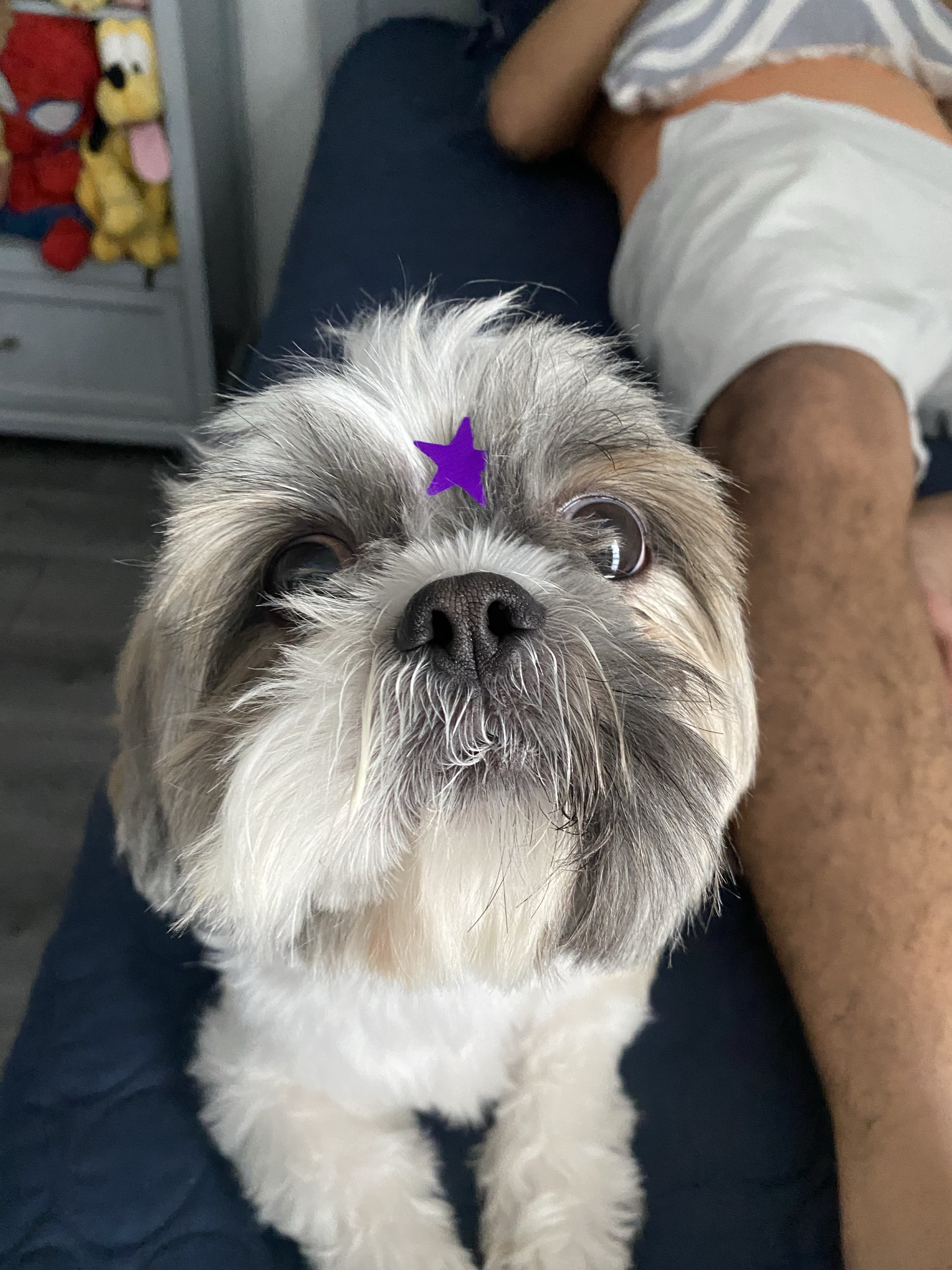 Perfil de Percy en Groomia