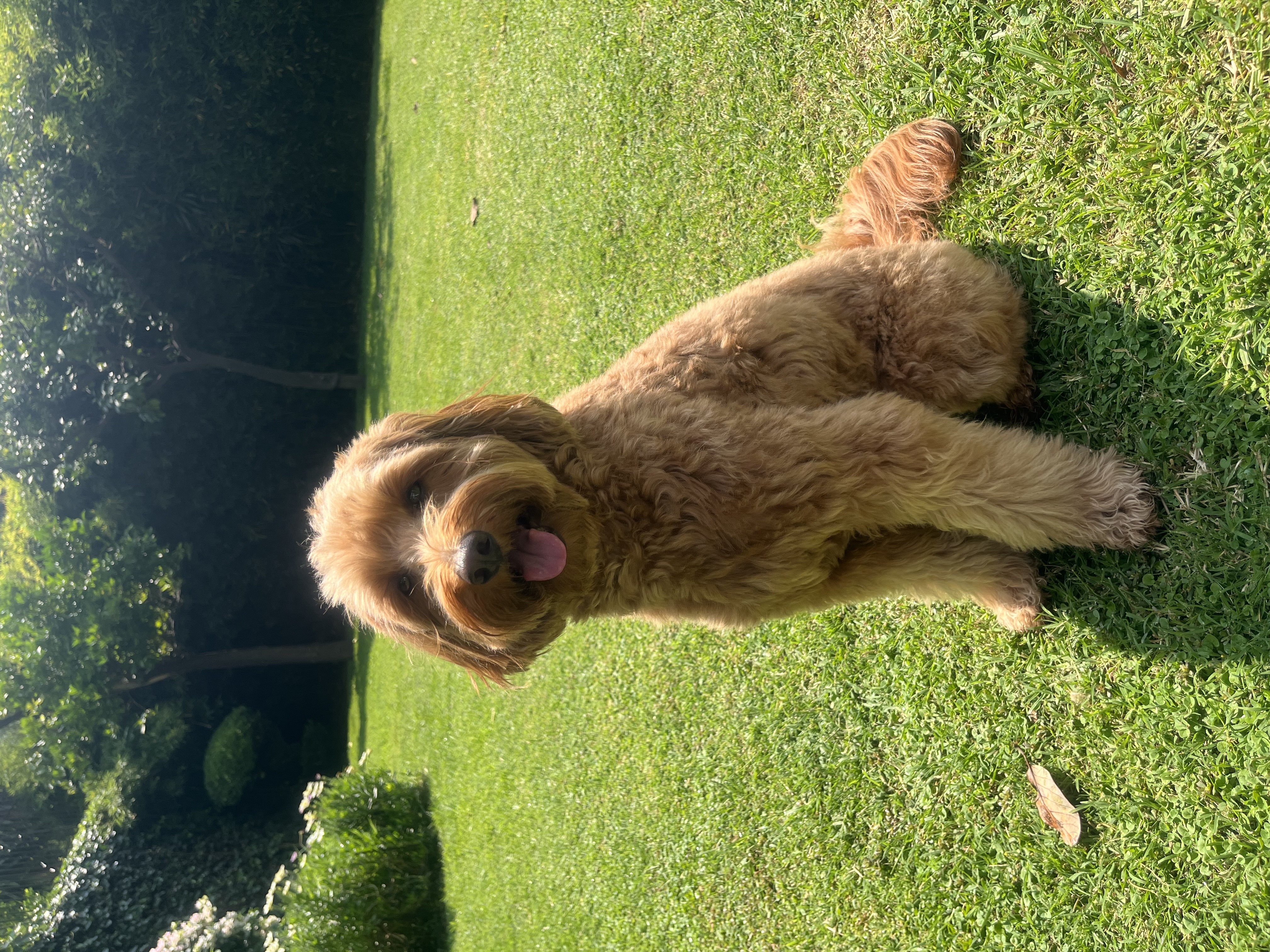 Perfil de Hachi en Groomia