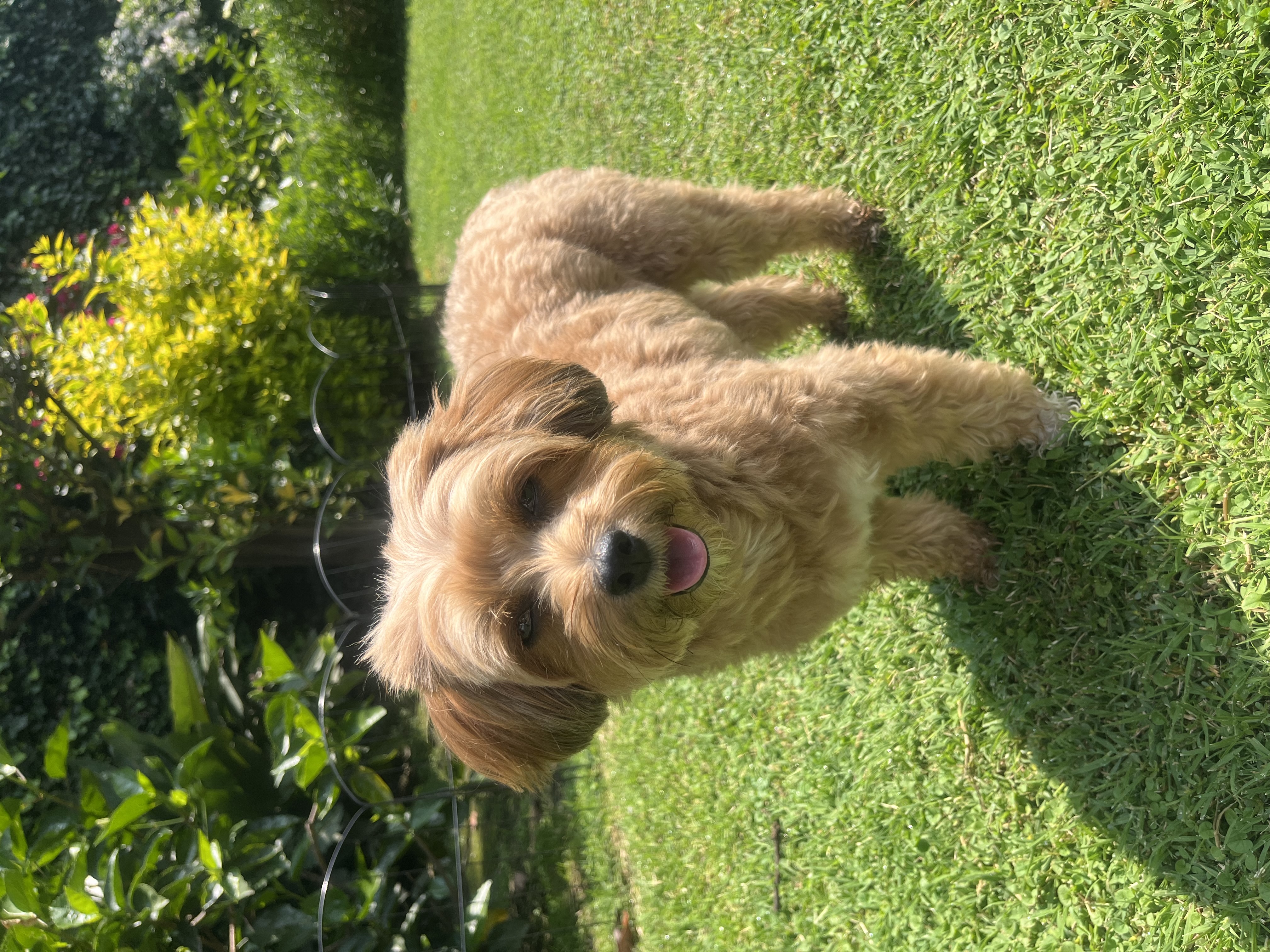 Perfil de Mitsu en Groomia