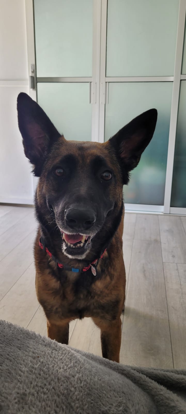 Perfil de suki en Groomia