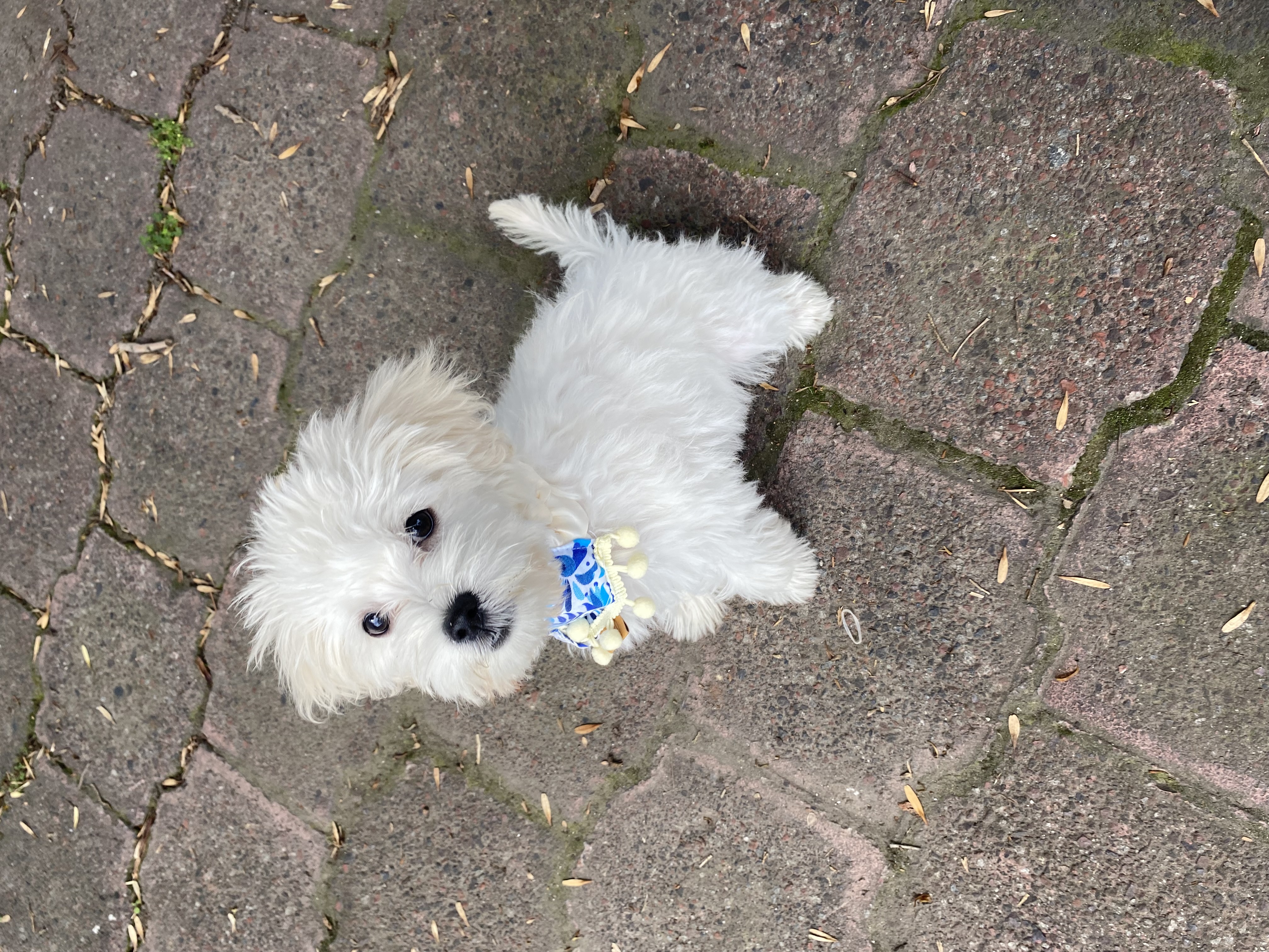 Maximiliano