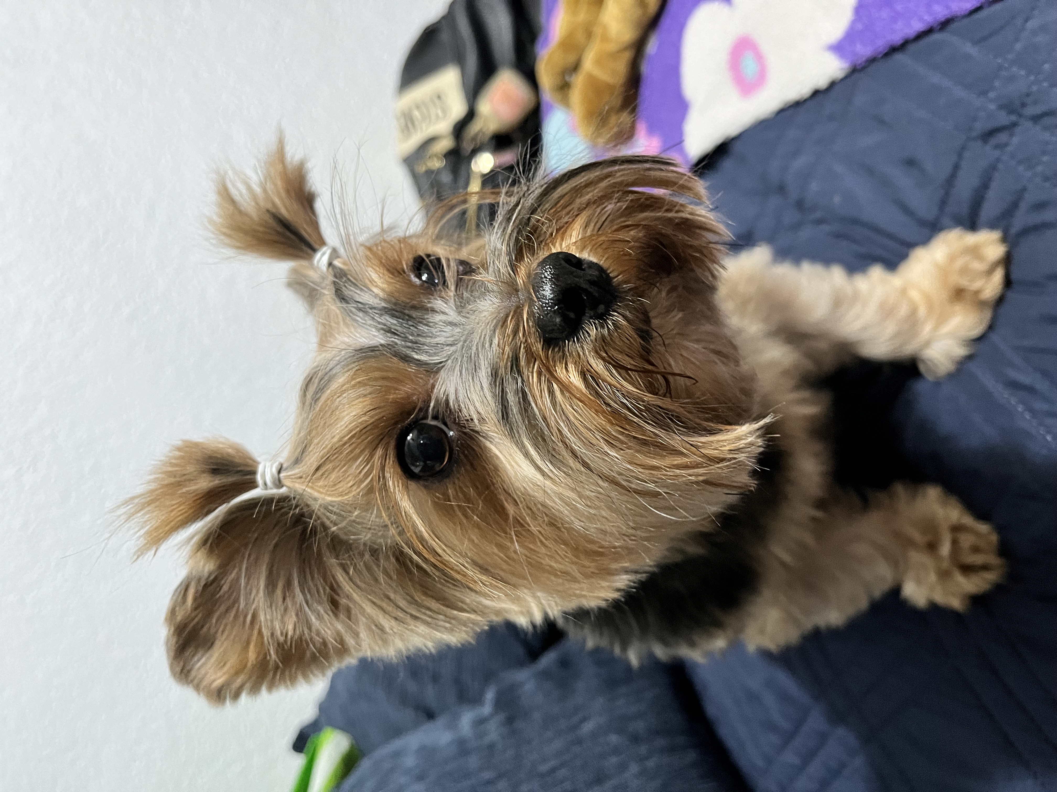 Ari