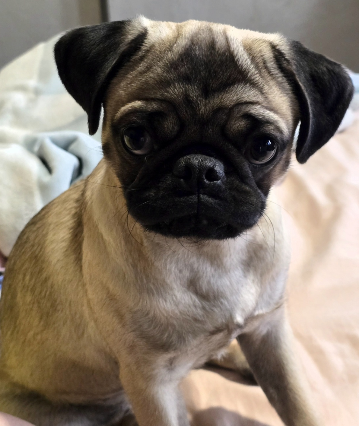 Perfil de Bella en Groomia
