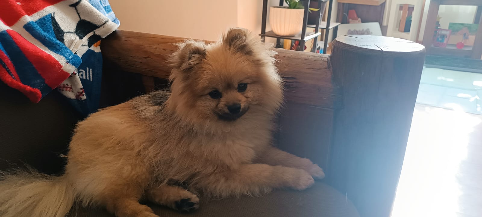 Perfil de Koyi en Groomia