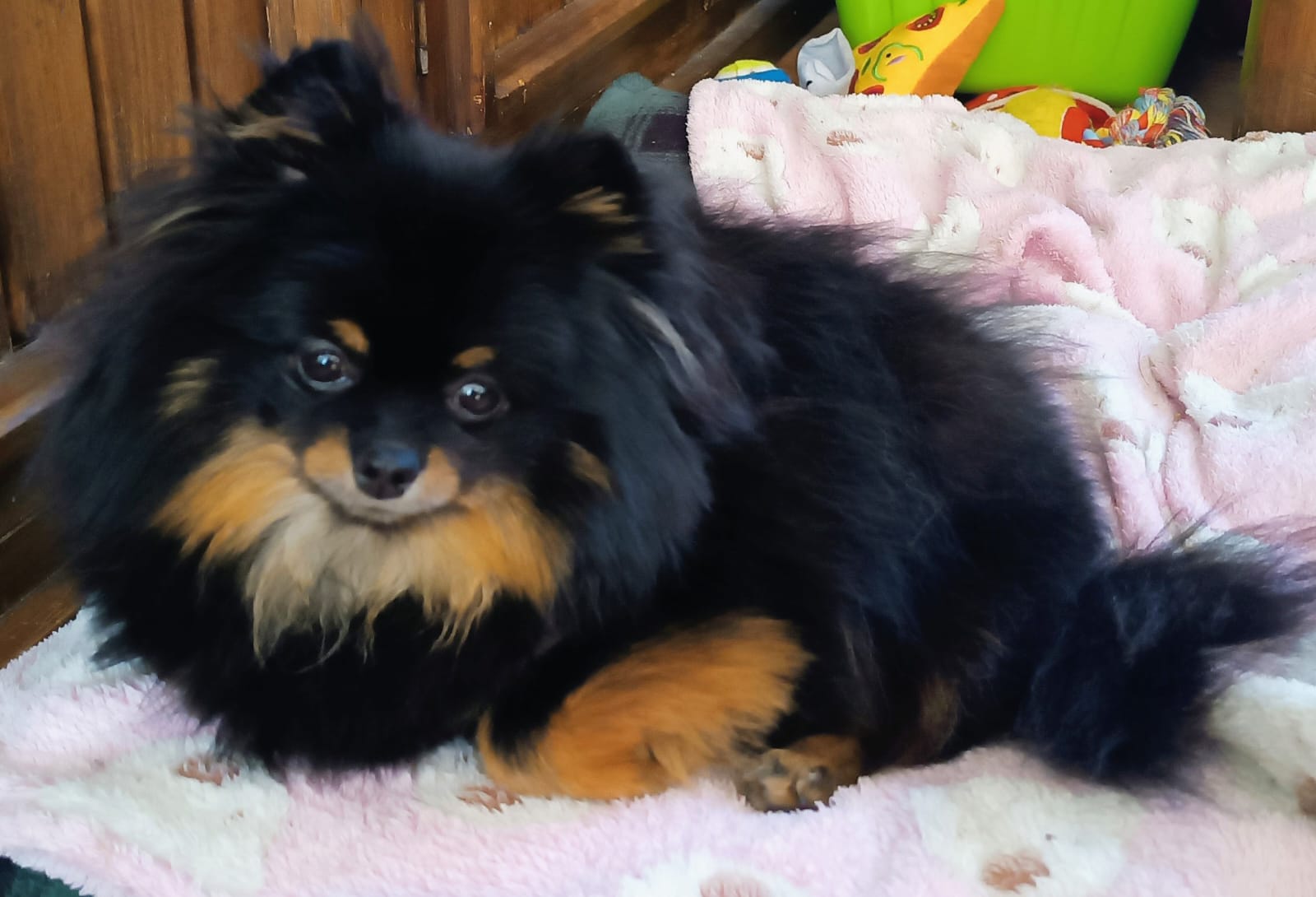 Perfil de Miyo en Groomia